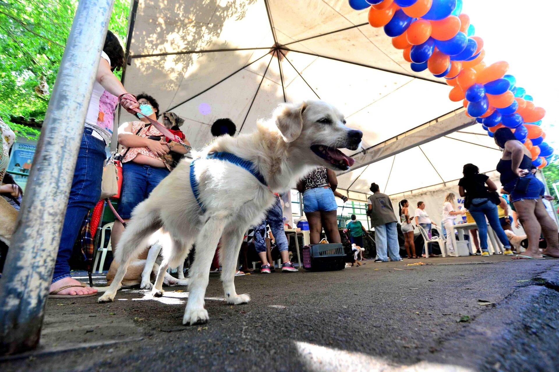 Parque da Cidade recebe "cãominhada" neste domingo; saiba como participar