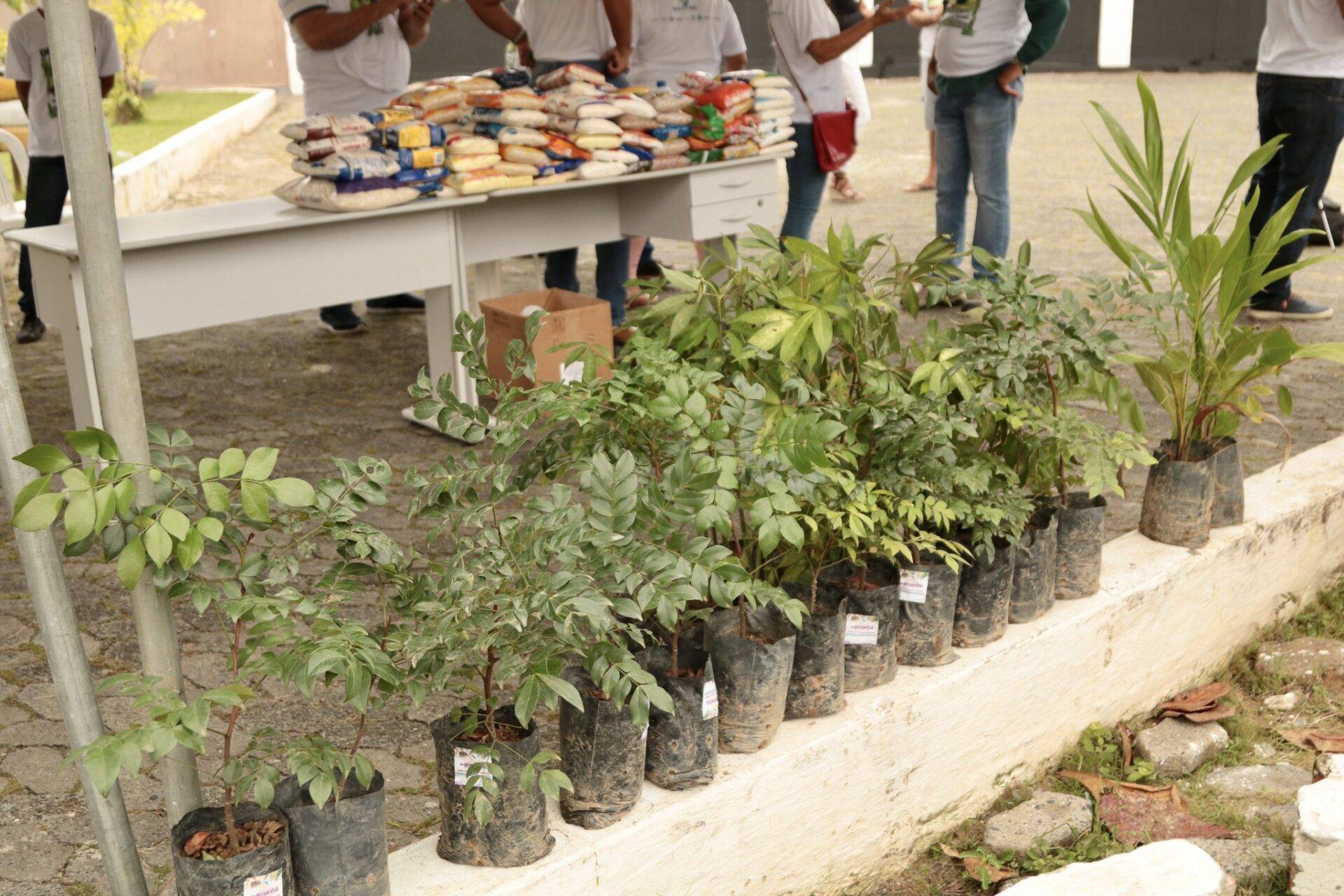 Drive thru solidário vai trocar alimentos por mudas de plantas em Lauro de Freitas na próxima quarta-feira