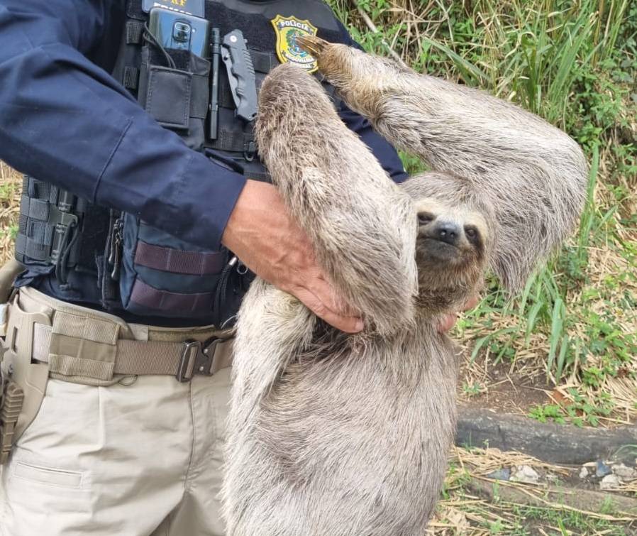 PRF resgata bicho-preguiça em estrada de Eunápolis; veja fotos