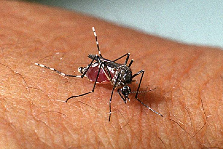 Ações de combate ao Aedes aegypti seguem em imóveis abandonados, em Salvador