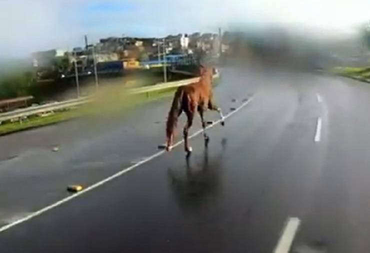 Riscos de acidentes com animais em rodovias aumentam durante período de festas juninas