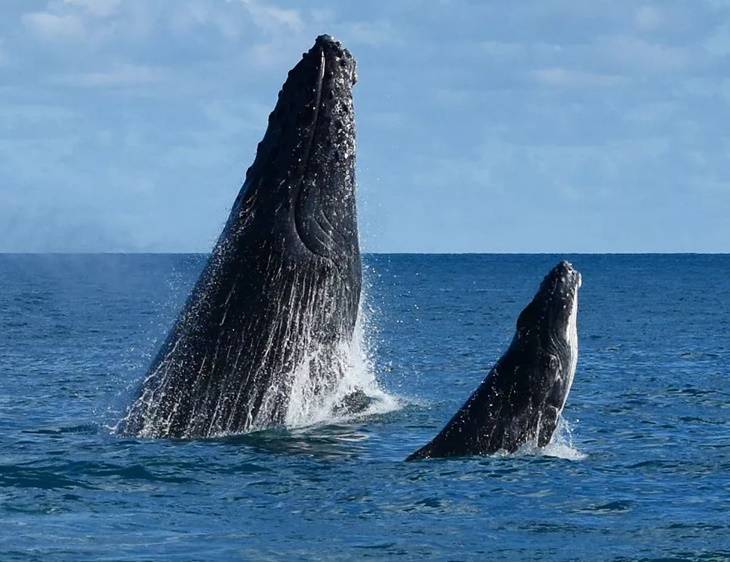 Baleias são vistas na Baía de Todos os Santos; especialista fala sobre cuidados