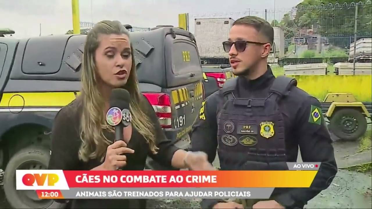 Cães no combate ao crime: saiba como funciona o treinamento de cachorros policiais