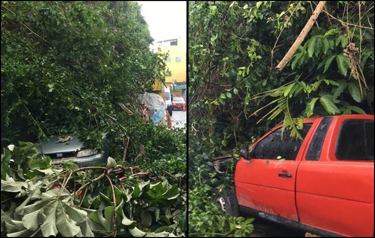 Queda de árvore causa prejuízos em dois carros no bairro de Santa Cruz, em Salvador