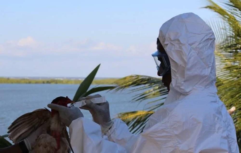 Jerônimo decreta emergência zoossanitária na Bahia para influenza aviária H5N1