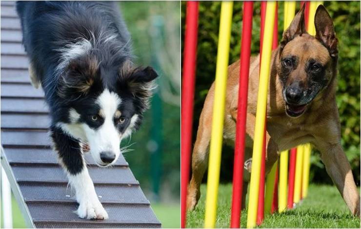 Copa Bahia Agility reúne cachorros e adestradores neste domingo, em Salvador