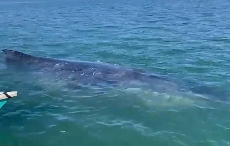 Baleia Jubarte retorna ao mar após ficar três horas encalhada na Ilha de Maré