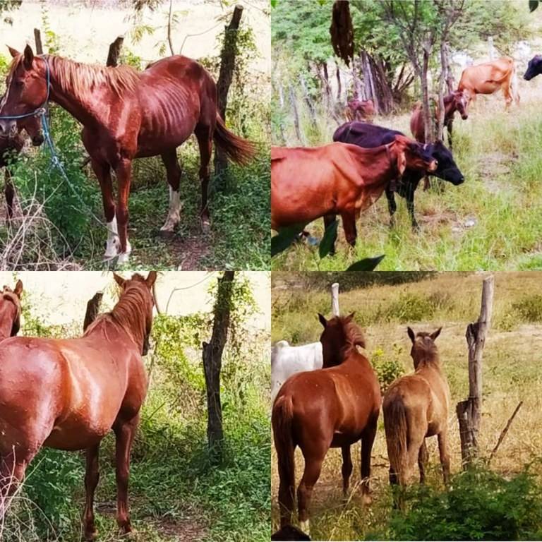 Ação conjunta retira mais de 10 cavalos e bovinos soltos em pistas de Itaberaba