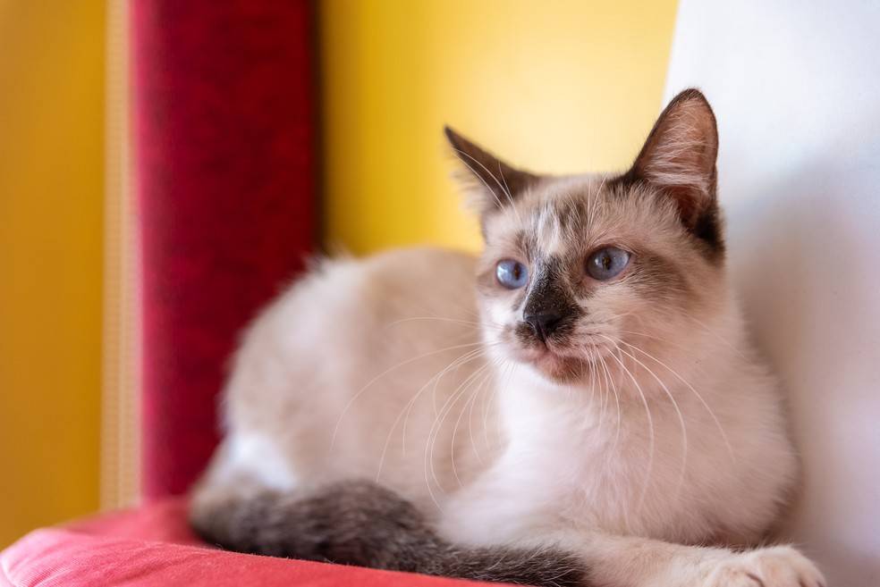 Feira de adoção de gatos acontece neste final de semana em shopping de Salvador