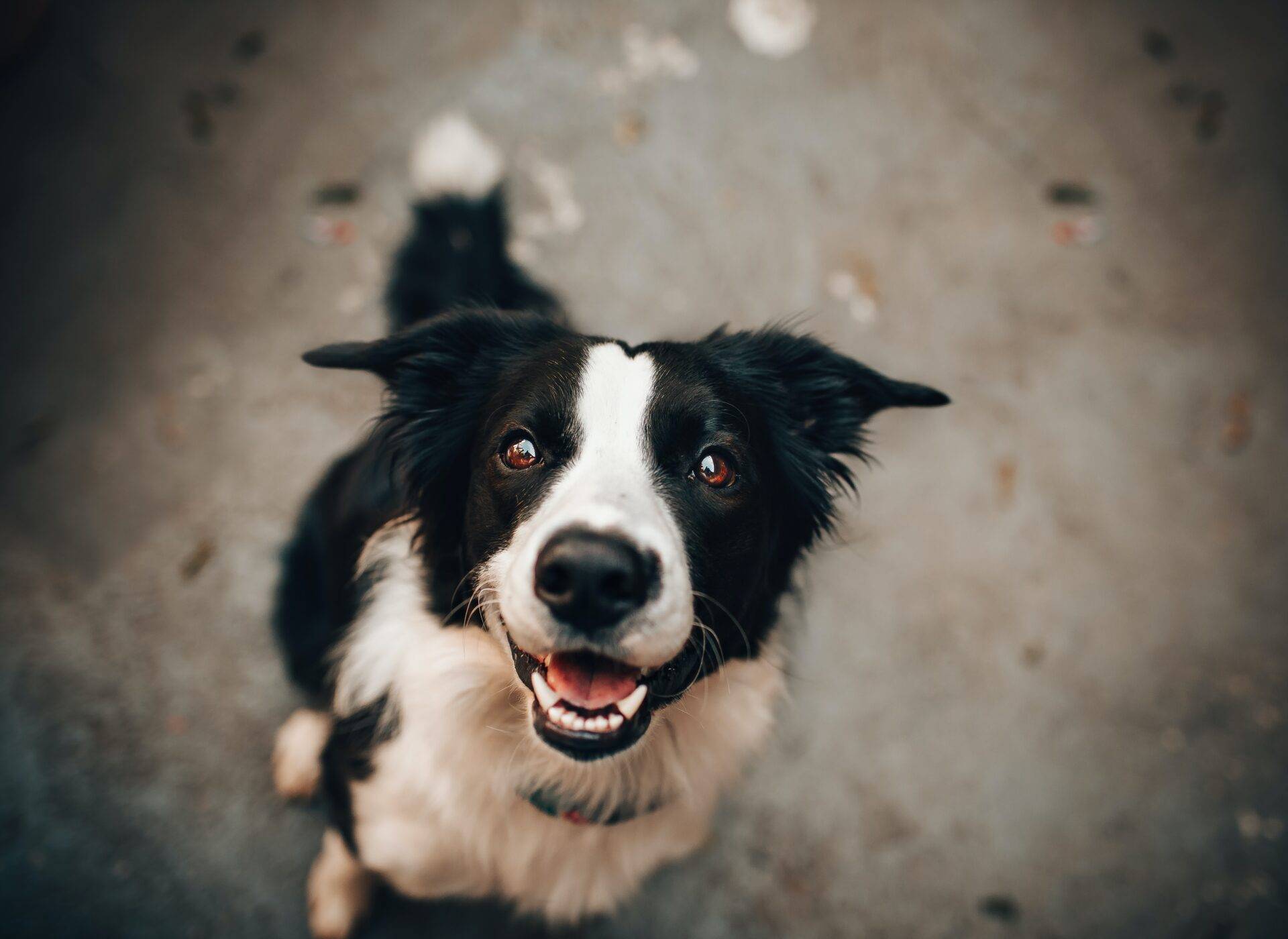 Evento gratuito promove vacinação, adoção e doação de ração para cães e gatos em shopping de Lauro de Freitas