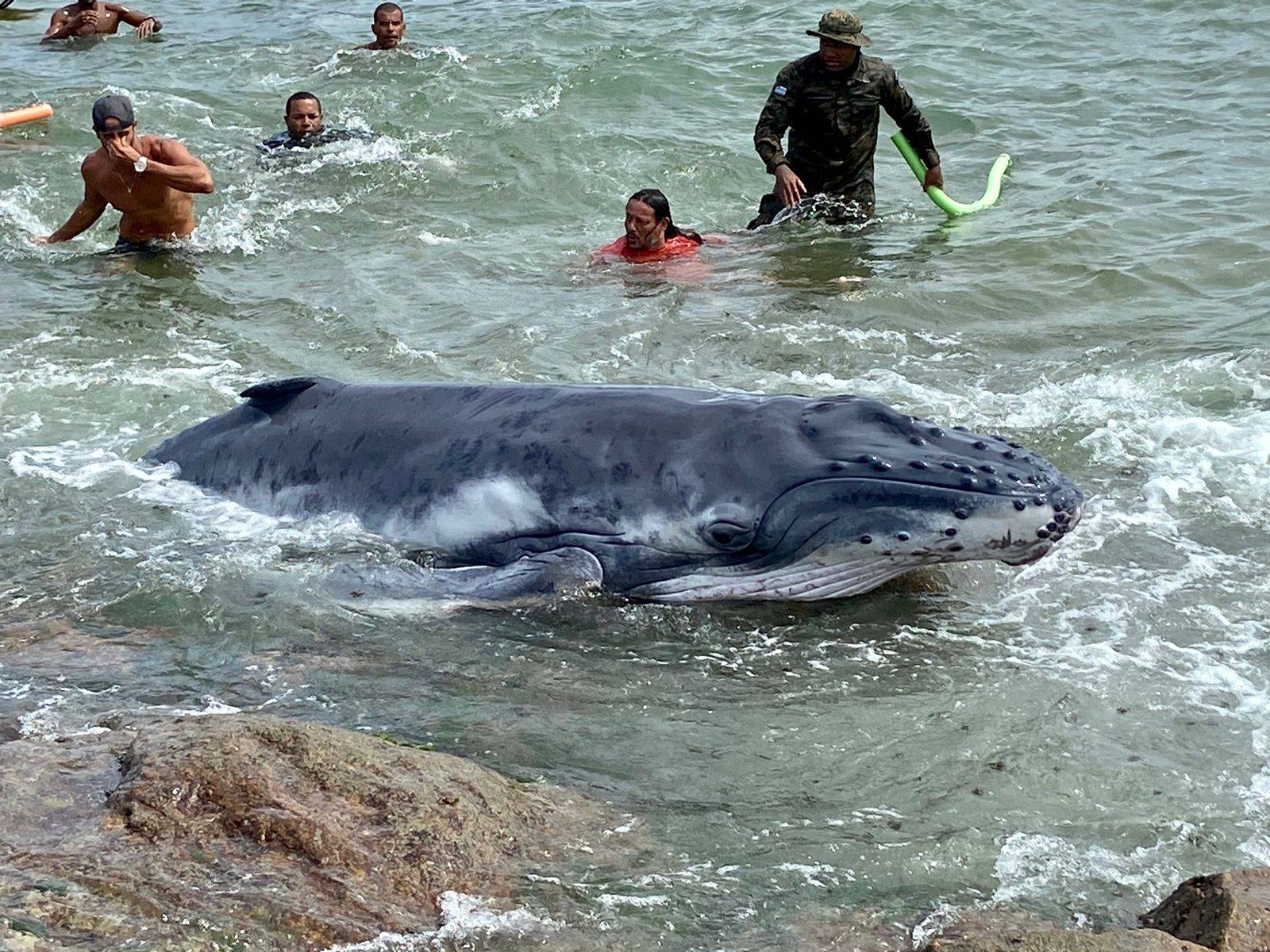 Baleias encalhadas são encontradas em Itapuã e Camamu; Bahia já tem 8 casos