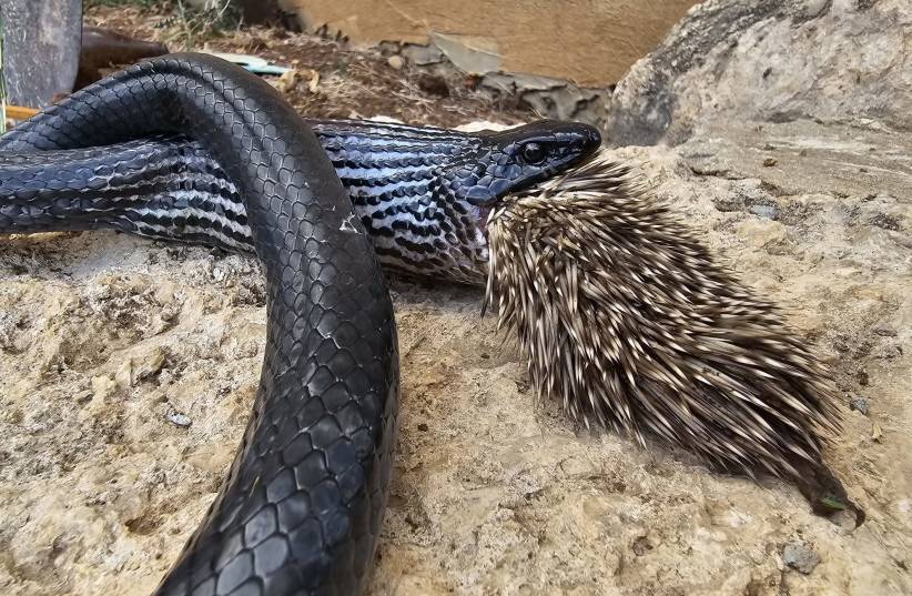 Não é só peixe que morre pela boca: cobra morre após tentar devorar porco-espinho