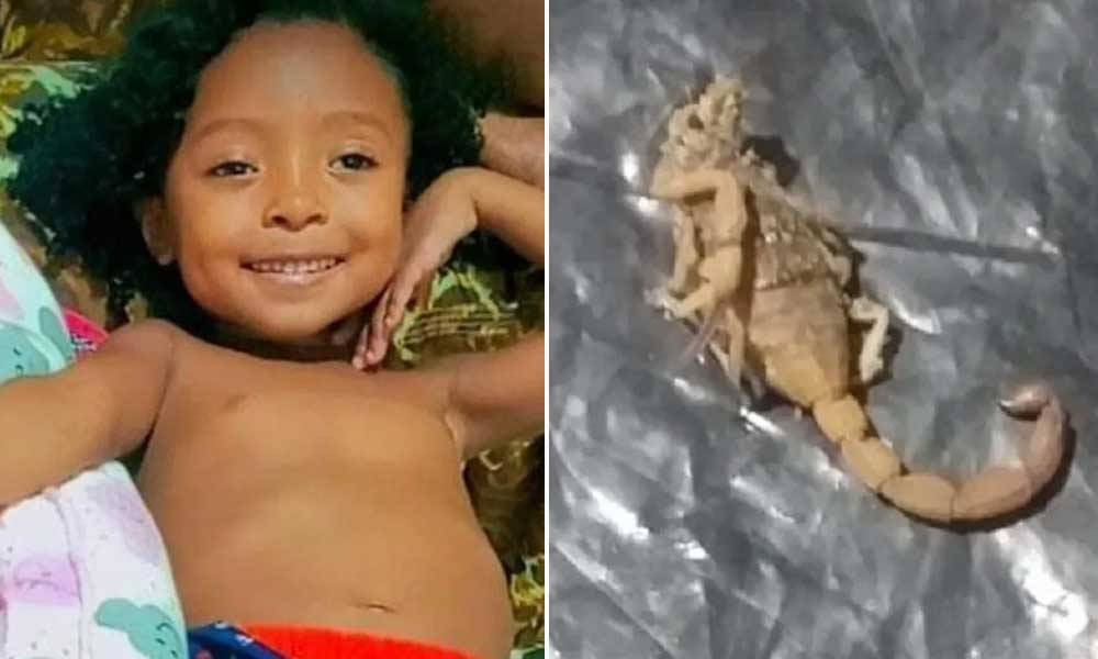 Menina de 5 anos morre após ser picada por escorpião no interior da Bahia