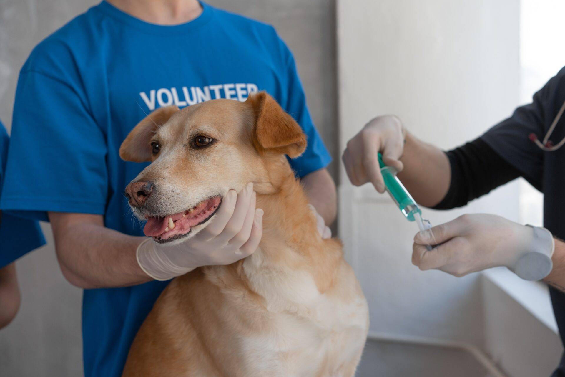 Shopping Bela Vista é ponto da campanha de vacinação antirrábica em cães e gatos