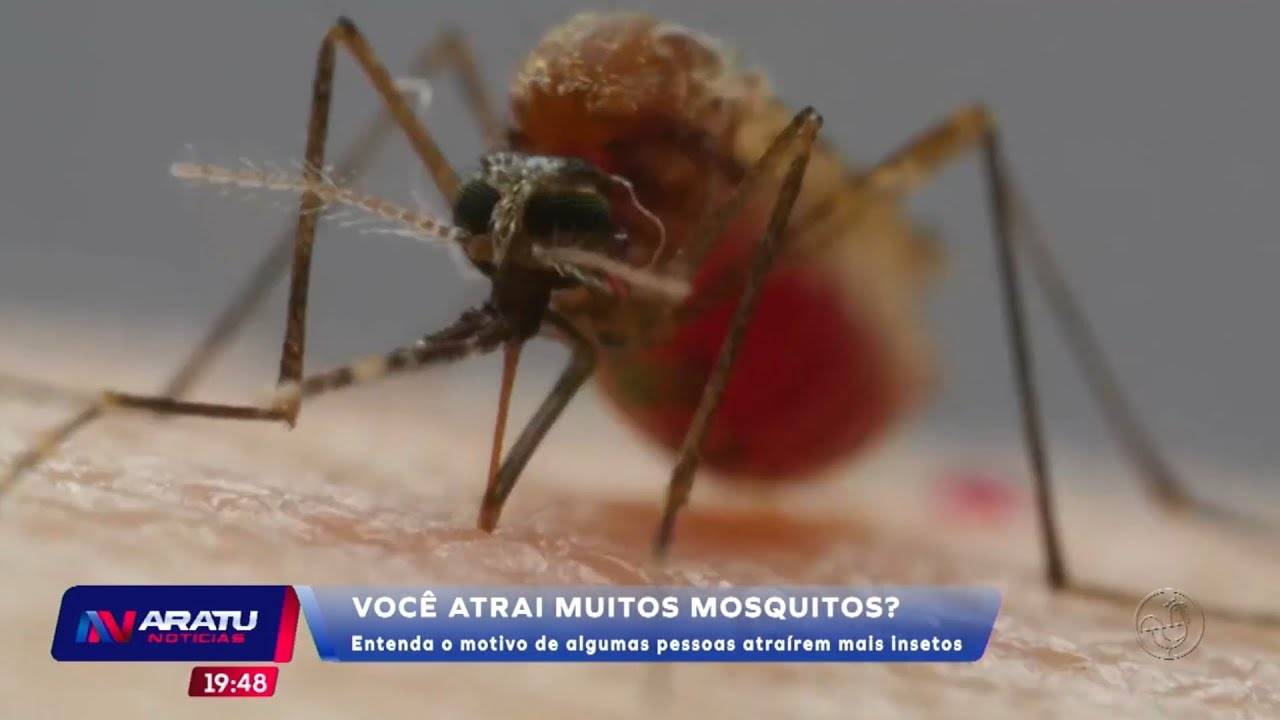 AN Saúde - Você atrai muitos mosquitos? Entenda o motivo de algumas pessoas atraírem mais insetos