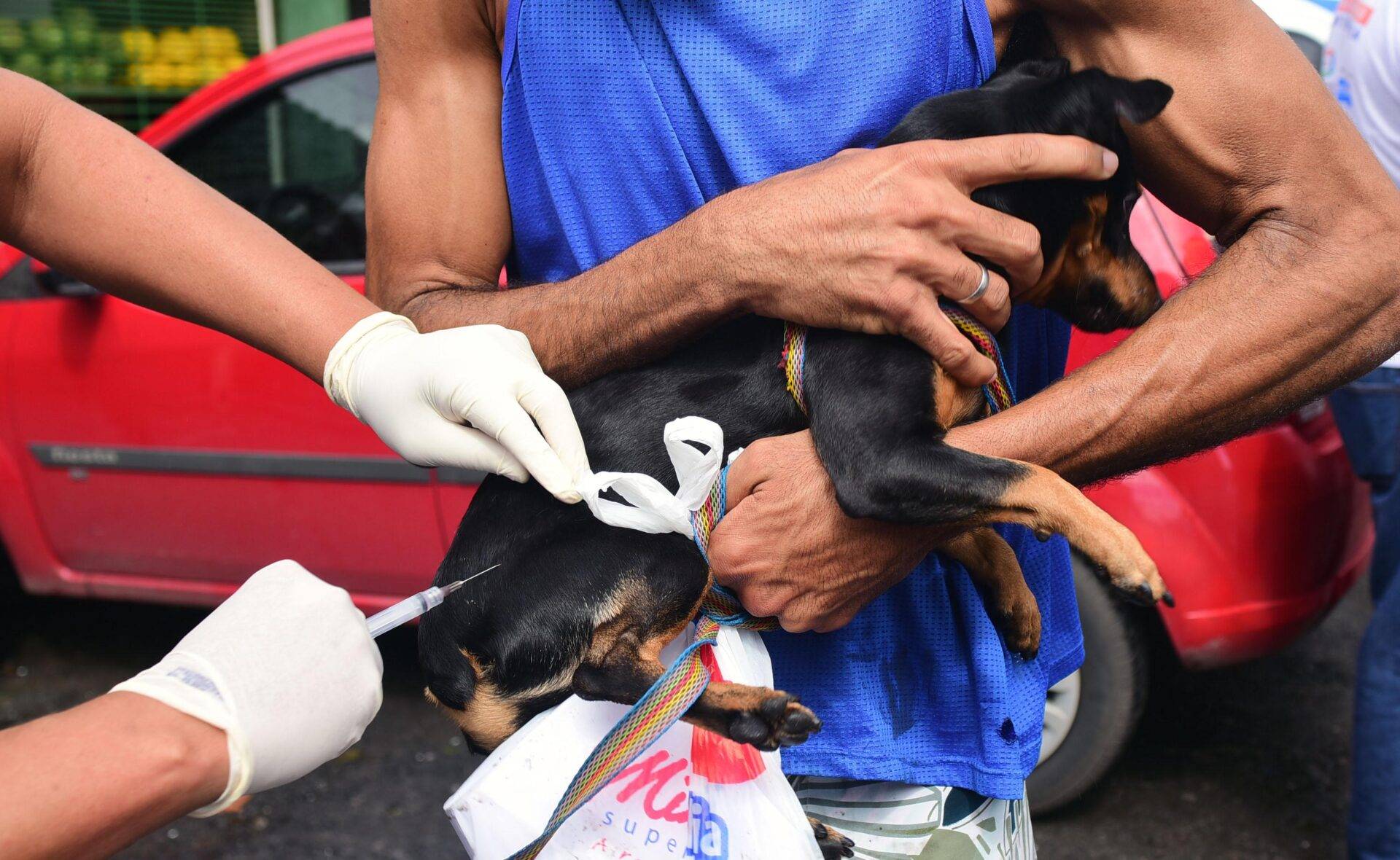 Cuidado com os pets: campanha de vacinação antirrábica em Salvador termina nesta sexta (29)