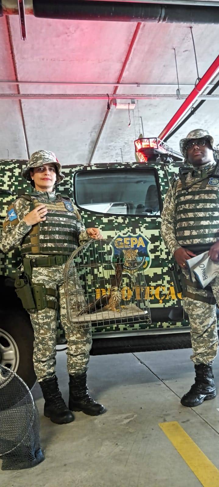 Guarda Civil resgata Gavião-Carijó em estacionamento de supermercado em Salvador