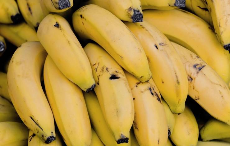 Dia Mundial da Banana: Bahia é segundo no ranking de produção da fruta no país