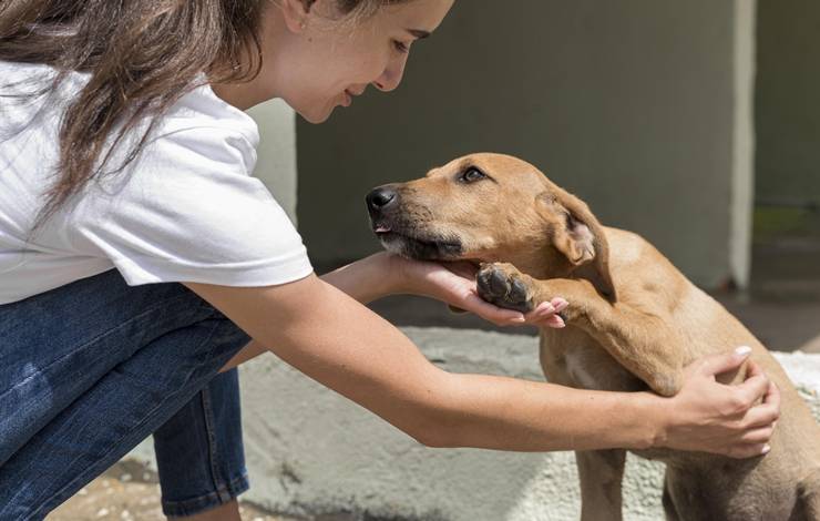 Evento reúne doação de animais e ofertas especiais para produtos "pet"; saiba mais