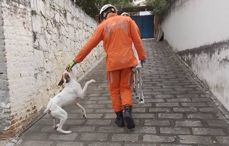 Cachorro é resgatado no telhado após perseguir assaltante em Jequié