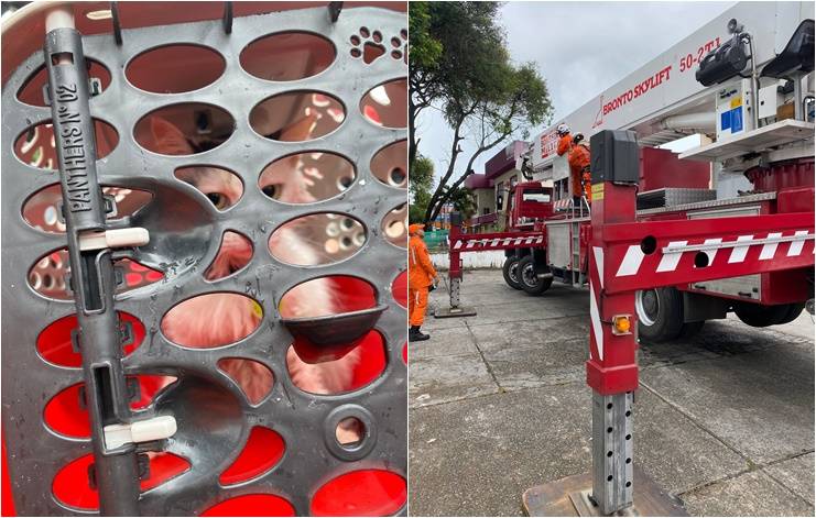 Gato preso no alto de árvore é resgatado por bombeiros em Lauro de Freitas