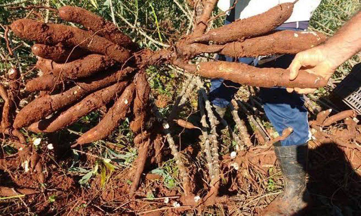 Mandioca movimenta R$ 500 milhões por ano na Bahia, mas estado é último em produtividade