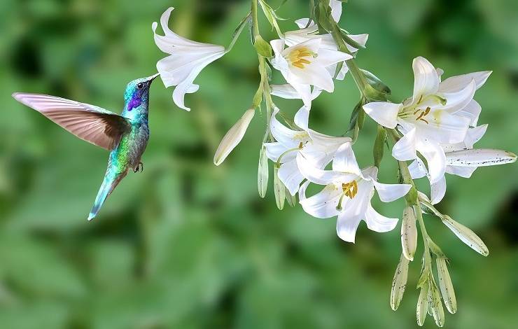 Primavera começa na madrugada deste sábado; estação é lembrada por floração de plantas