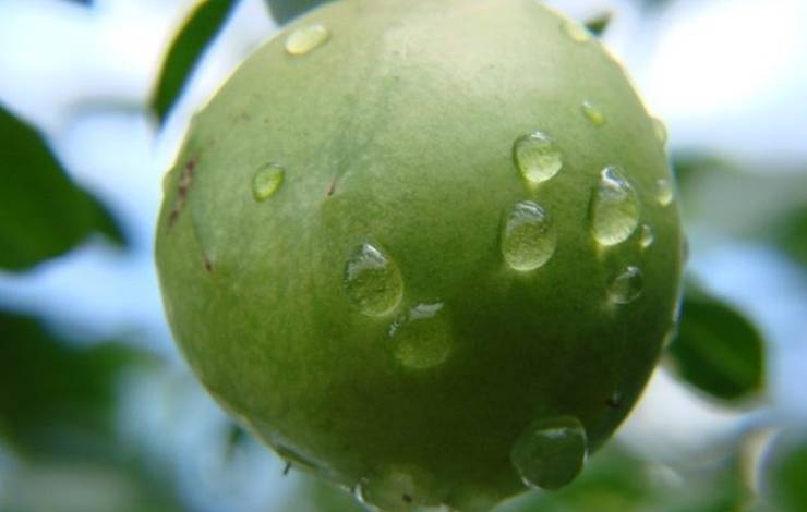 Metade dos grandes produtores de umbu do Brasil é da Bahia