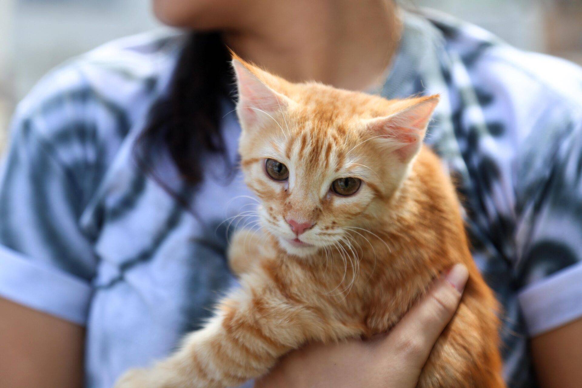 Prefeitura de Salvador entrega ração para ONGs e protetores de animais na próxima segunda (16)