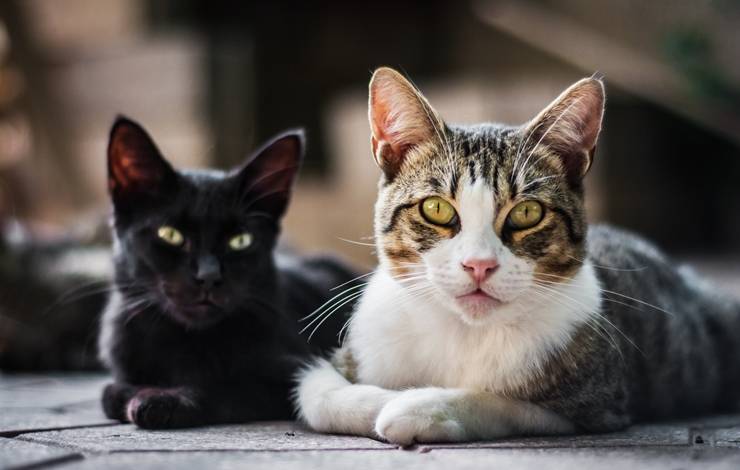 Bahia registra aumento de 22% em casos de doença transmitida por gatos