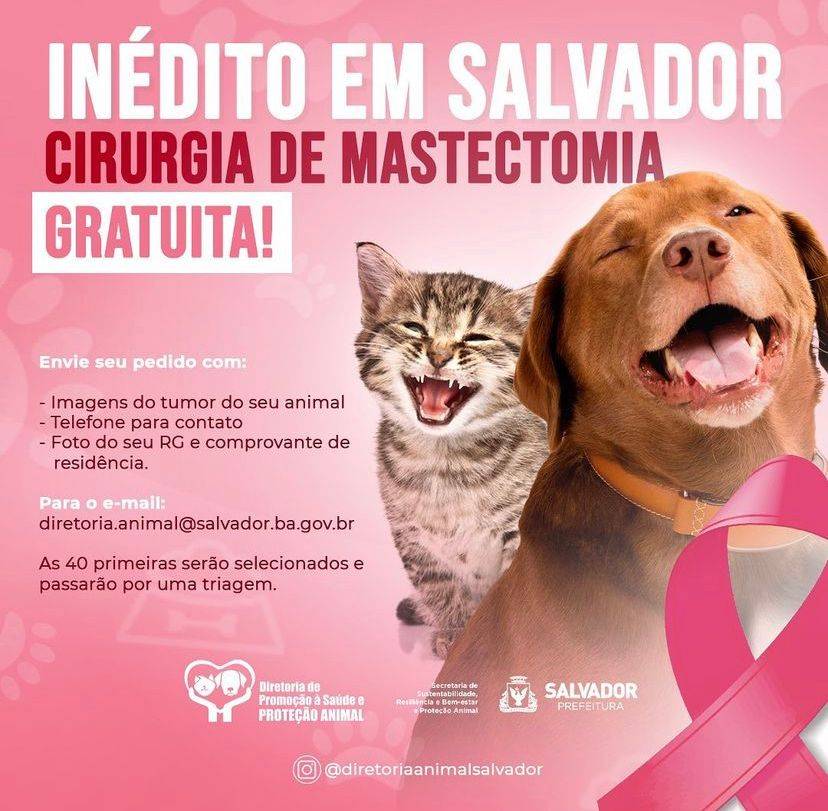 Outubro Rosa: Secis promove mutirão de mastectomia gratuita para animais em Salvador