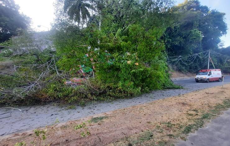 Trânsito tem trecho interditado na Avenida ACM após queda de árvore