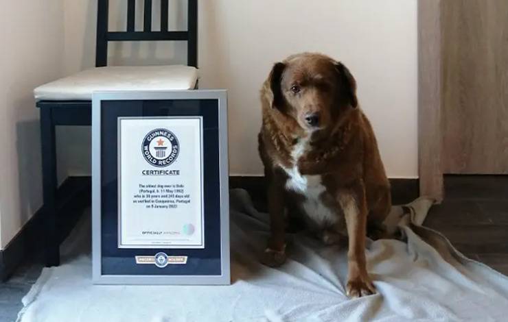 Morre aos 31 anos o cachorro mais velho do mundo pelo Guinness World Records