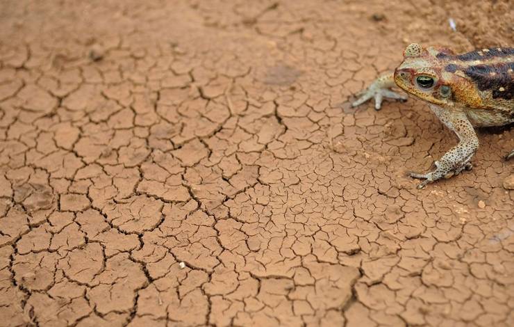 Seca na Bahia: 58 cidades estão em situação de emergência; autoridades buscam reforço