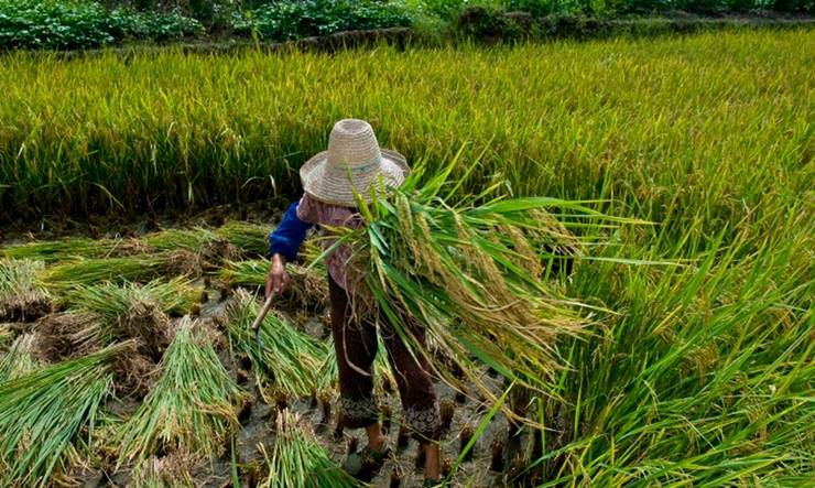 Bahia tem mais de 100 pessoas escravizadas e 26 empregadores na lista do trabalho escravo