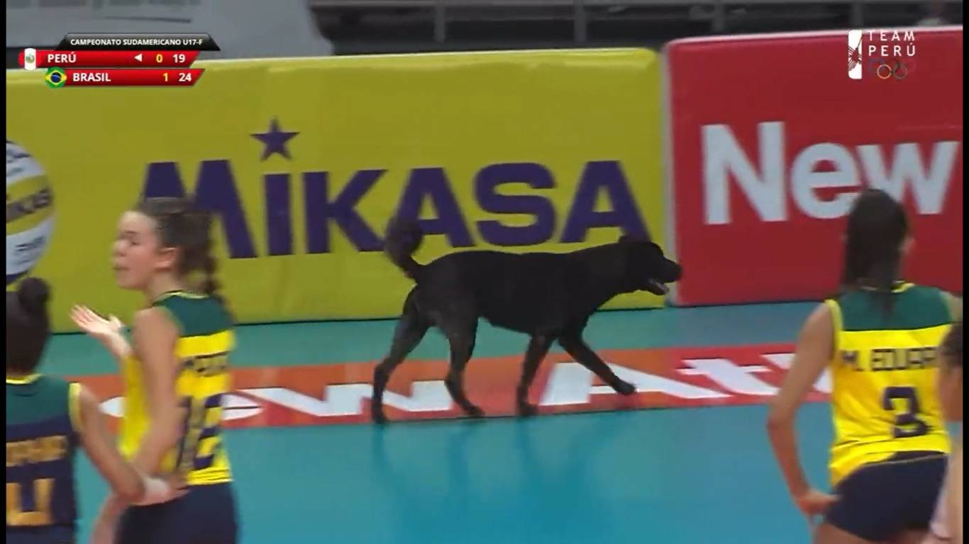 Em jogo do Brasil no Sul-Americano de Vôlei, cachorro invade quadra e rouba a cena