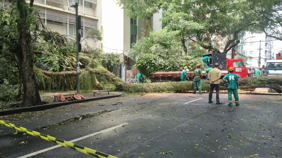 Árvore cai no bairro do Canela, danifica apartamento e interdita rua