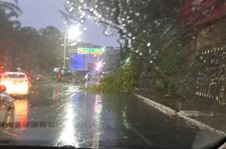 Chuva derruba bambuzal na Avenida Garibaldi e trânsito fica lento no local