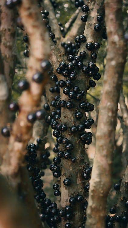 Jabuticaba é eleita a 2ª melhor fruta em ranking mundial