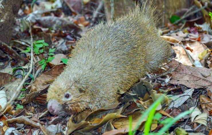 Animais silvestres são soltos em reserva na Bahia nesta sexta-feira (17)