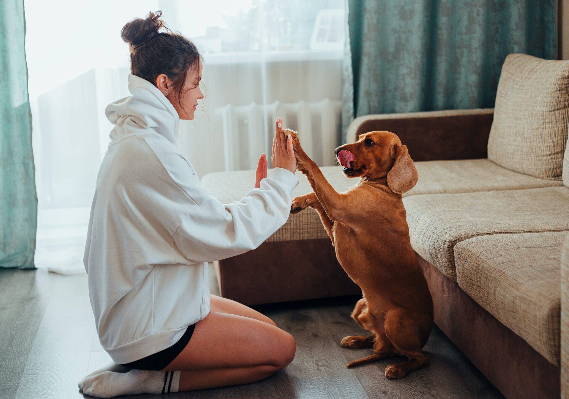 Dia de Finados: dor pela perda de um animal de estimação é tão intensa quanto o luto por uma pessoa