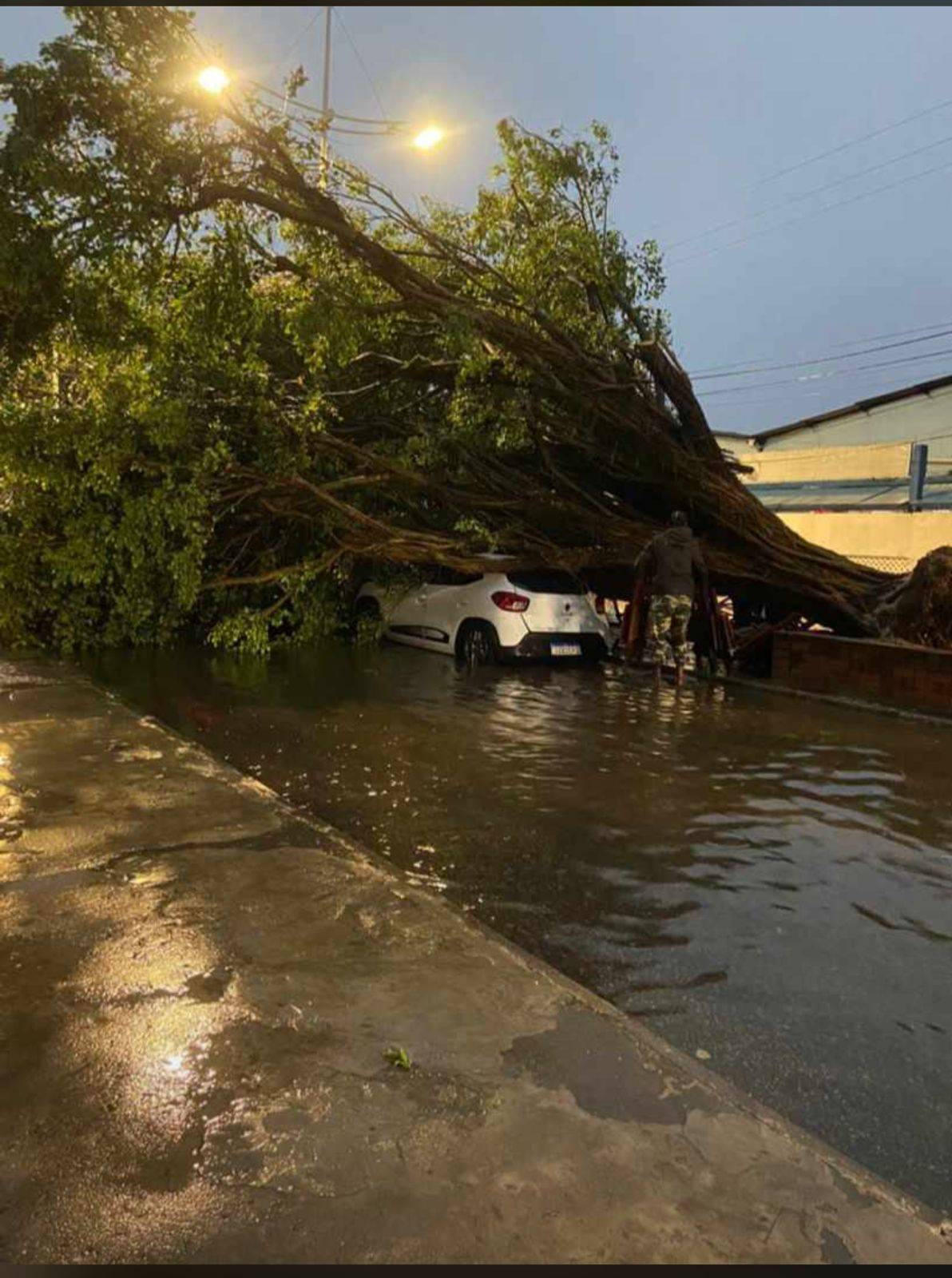 Chuva derruba árvores na Ribeira e danifica carros na região