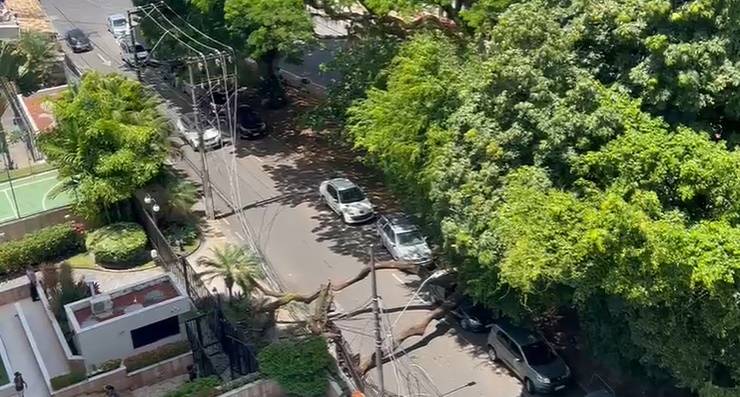 Árvore cai no bairro do Chame-Chame, em Salvador, e rua fica sem energia na manhã desta segunda-feira (4)