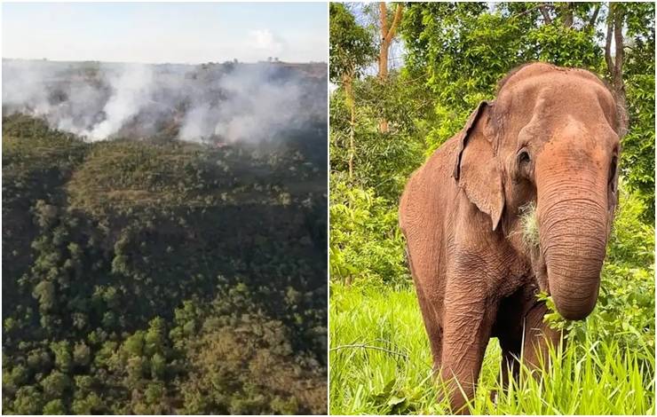 Incêndio atinge divisa do Santuário de Elefantes em Mato Grosso