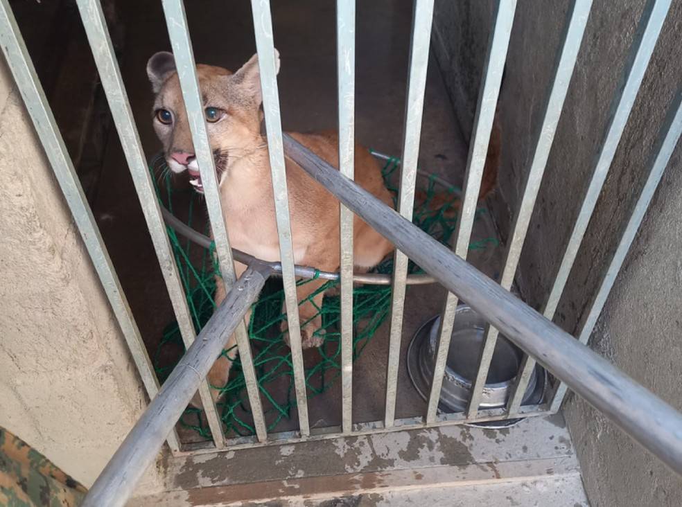 Onça parda mantida em cativeiro em casa para cachorros é resgatada em Eunápolis