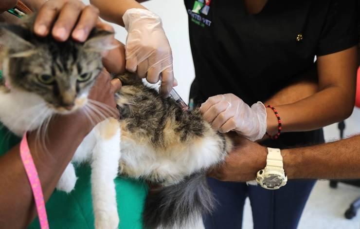 Vacinação gratuita para gatos segue até esta quarta (10); saiba como imunizar seu pet