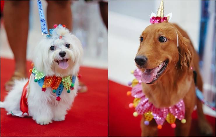 'CarnavAU' para pets acontece neste domingo (28) em shopping de Salvador