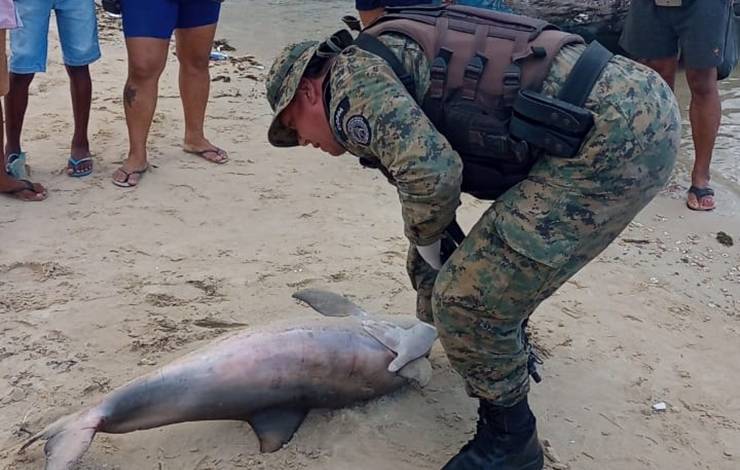 Boto-cinza é encontrado morto na praia de tubarão, no Subúrbio de Salvador