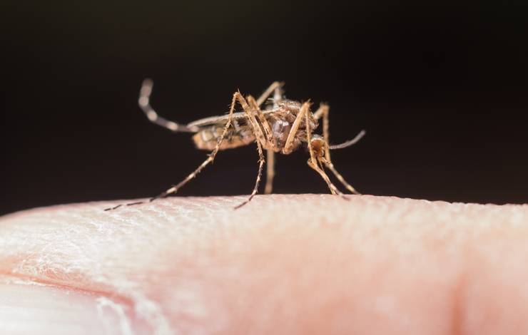 Bahia registra aumento de 33% nos casos de dengue; vacina ainda não está disponível para todos