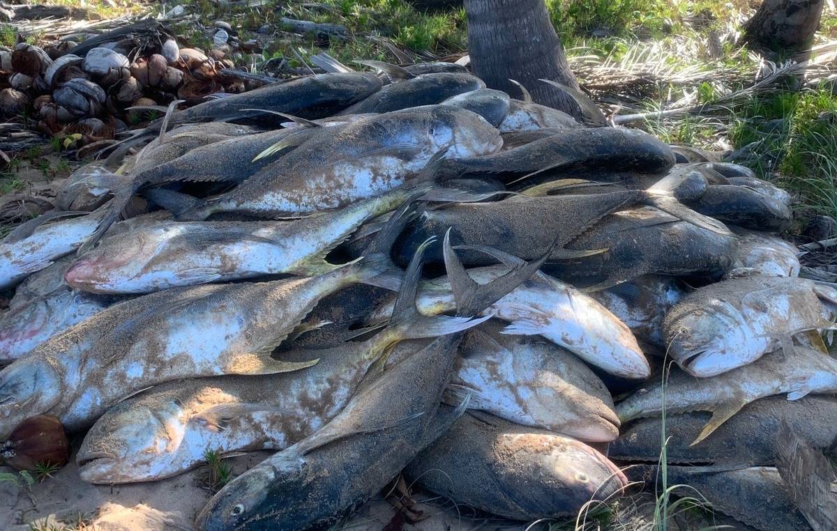 Família pesca mais de 1,5 tonelada de peixes na Península de Maraú; veja